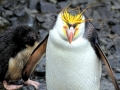 Royal Penguin