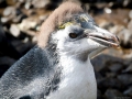 Royal Penguin