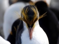 Royal Penguin