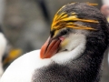 Royal Penguin