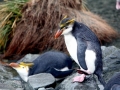 Royal Penguin
