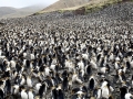 Royal Penguin