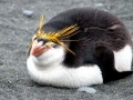 Royal Penguin