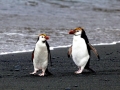 Royal Penguin