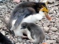 Royal Penguin