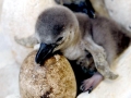 Royal Penguin