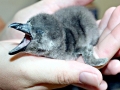 Royal Penguin