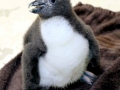 Royal Penguin