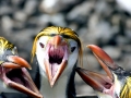 Royal Penguin