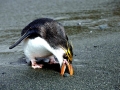 Royal Penguin