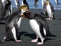 Royal Penguin