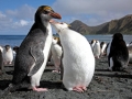 Royal Penguin