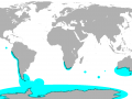 Royal Penguin
