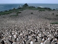 Royal Penguin