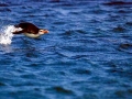 Royal Penguin