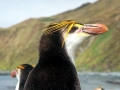Royal Penguin
