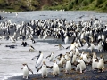 Royal Penguin