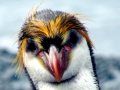 Royal Penguin