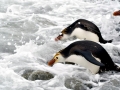 Royal Penguin