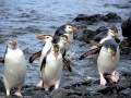 Royal Penguin