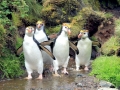 Royal Penguin
