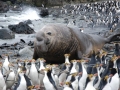 Royal Penguin