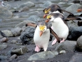 Royal Penguin