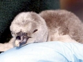 Royal Penguin