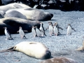 Royal Penguin