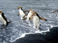 Royal Penguin