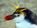 Royal Penguin