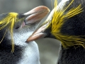 Royal Penguin
