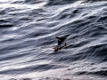 Royal Penguin