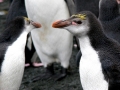 Royal Penguin