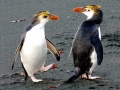 Royal Penguin