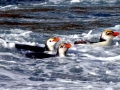 Royal Penguin