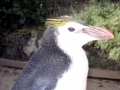 Royal Penguin