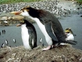 Royal Penguin
