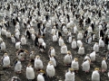 Royal Penguin