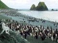 Royal Penguin