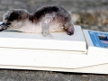Royal Penguin