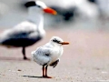 Royal Tern