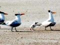 Royal Tern