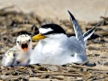 Royal Tern