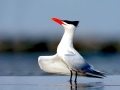 Royal Tern