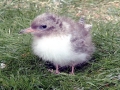 Royal Tern