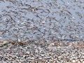Royal Tern