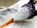 Royal Tern