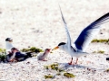 Royal Tern