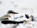 Royal Tern